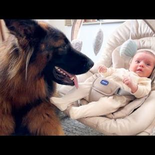 Giant German Shepherd Becomes Nanny for Newborn Baby