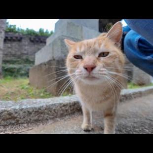 猫島に着いて神社に行くと猫たちが階段下で出迎えてくれた