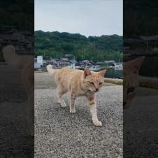 猫島からの帰りのフェリーに乗るために港に行くと来たときにもいた茶トラ猫ちゃんがいたので付近に座るとまた膝の上に乗ってきた