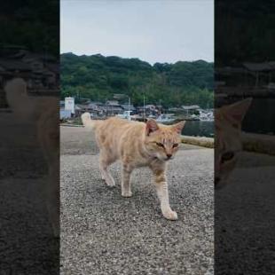 猫島からの帰りのフェリーに乗るために港に行くと来たときにもいた茶トラ猫ちゃんがいたので付近に座るとまた膝の上に乗ってきた