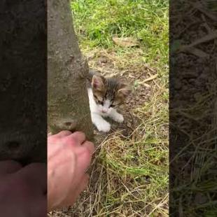 Palm-sized kitten scratches her teeth with my fingers #shorts #catshorts #cat #cats #cute