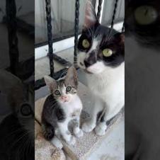 Mother Cat and Her Little Kitten Will Melt Your Heart 💖🐱 🐾🎥#shorts #kitten #cat  #cute #animals