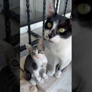 Mother Cat and Her Little Kitten Will Melt Your Heart 💖🐱 🐾🎥#shorts #kitten #cat  #cute #animals