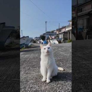 猫島の漁港で出会った白猫ちゃんがかわい過ぎる