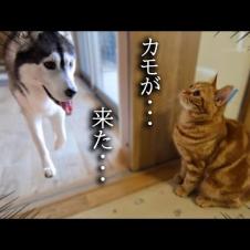 子猫がこっそり隠れてハスキー犬を驚かそうとした結果...