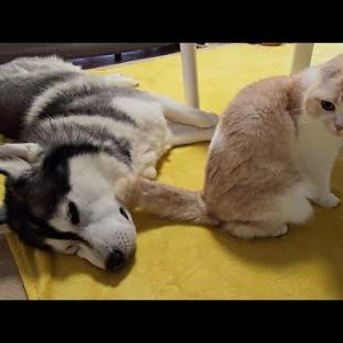 猫がハスキー犬の前で強烈な放屁した瞬間...