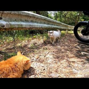 バイクに戻ったら猫が喧嘩を始めそうな雰囲気だった