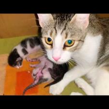 Mother Cat Cleans Her Kittens 🐾 The Sweetest Moment in the World!