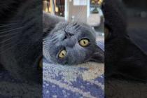 猫ホテルのグレーの猫ちゃんかわいすぎる