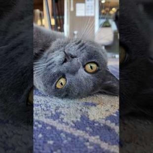 猫ホテルのグレーの猫ちゃんかわいすぎる