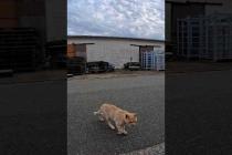 自分から駆け寄って来た割に遠くに座る猫