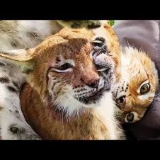 РЫСИ ДЕЛЯТ ПУФИК / Глубокий сон котёнка