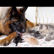 German Shepherd Helps Mom Cat with Newborn Kittens