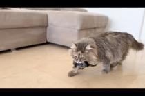 Watch This Loving Mama Cat Care for Her Newborn Kittens