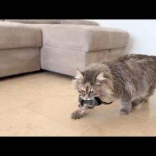 Watch This Loving Mama Cat Care for Her Newborn Kittens