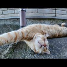 【平和ボケ注意】路地裏で爆睡する猫ちゃん、警戒心ゼロすぎて逆に心配になる件