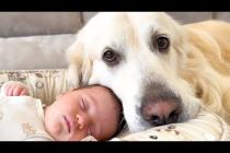 My Dog Won't Leave the Newborn Baby for Even a Moment