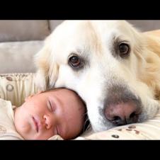 My Dog Won't Leave the Newborn Baby for Even a Moment