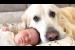 My Dog Won't Leave the Newborn Baby for Even a Moment