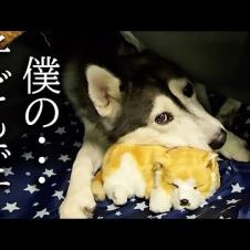 売れ残った子犬を可愛がっていたら嫉妬した猫が大変なことに
