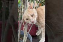 My cute friend orange cat says hello#catshorts #shorts #cat #cats #kitten #animals #kedde #baby#cute