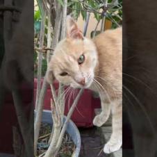 My cute friend orange cat says hello#catshorts #shorts #cat #cats #kitten #animals #kedde #baby#cute