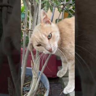 My cute friend orange cat says hello#catshorts #shorts #cat #cats #kitten #animals #kedde #baby#cute