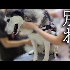 しばらくお別れすることになりました...