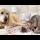 Cutest Reaction of a Golden Retriever to a Mom Cat Feeding Newborn Kittens for the First Time
