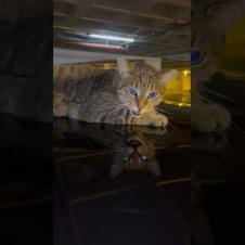 Meow meow... What do you mean, little buddy? 😺 🐾#shorts #cat #cats #catshorts #kitten #cute