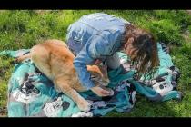 БАРХАННАЯ КОШКА НАПАЛА НА ЕНОТА, НО ДОСТАЛОСЬ МНЕ / Реакция рысей на слепки