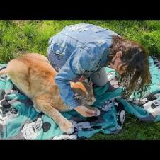 БАРХАННАЯ КОШКА НАПАЛА НА ЕНОТА, НО ДОСТАЛОСЬ МНЕ / Реакция рысей на слепки