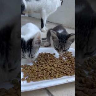Your Heart Can't Take It! Hungry Kittens Are Waiting for Me 😿✨#shorts #kitten #cat #catlove #cute