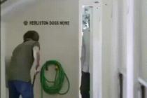 나는 이런 멍멍이입니다