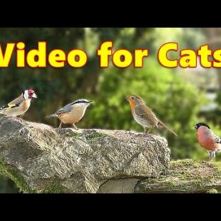 Cat TV Virtual Bird Garden ~ Cats Love Birds ~ Videos for Cats to Watch Garden Birds
