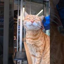 カフェの開店準備中の猫スタッフ