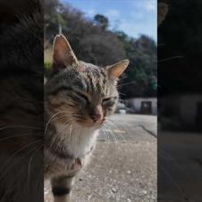 港に向かう道で人懐っこい猫に出会った  #ImpressedCatVideo #catisland #猫