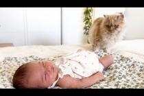 Funny Cat Meets Newborn Baby for the First Time!