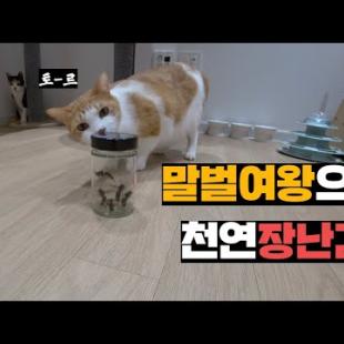 말벌여왕 5마리 잡아서 고양이 3마리 있는 방에 풀어주기