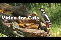 Cat TV ~ Birds for Cats to Watch on The Little Waterfall by Paul Dinning
