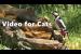 Cat TV ~ Birds for Cats to Watch on The Little Waterfall by Paul Dinning