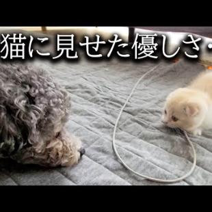 初めて子猫が犬達に心を開いた瞬間がこちらです