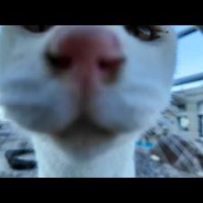 フェリー切符売り場の前に集まる猫たちが可愛すぎて癒やされる🐾