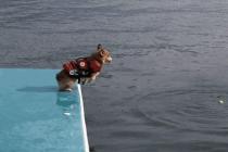 멍멍이의 점프 실력