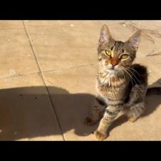 Adorable kitten living in the backyard purrs asking me for love and food