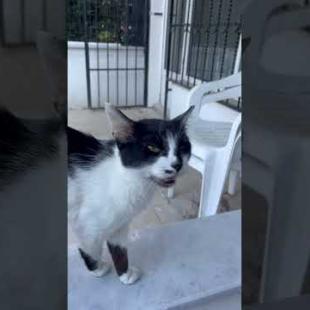 What if I said the cat knows our language? #short #straycat #talkingcat #cutecat #catlover #cat