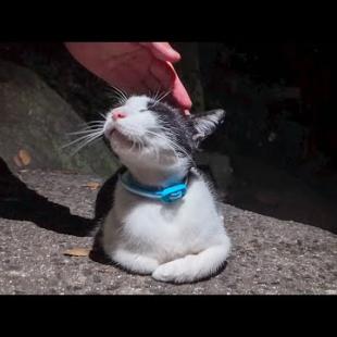 帰りはちょっと暗くなって「猫の細道」を通ってみたらまた猫ちゃんいました