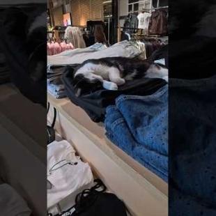 この猫ちゃんここの黒いジーンズが気に入ったようです。別の日に来た時もここで寝ていました