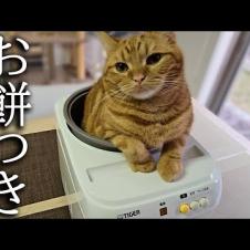 餅つき機を占領して動かない子猫をそのまま餅にしたらこうなりました...