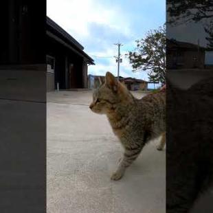 ねこ駆け寄ってきた! #shorts